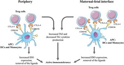 Immune Checkpoint Molecules in Reproductive Immunology